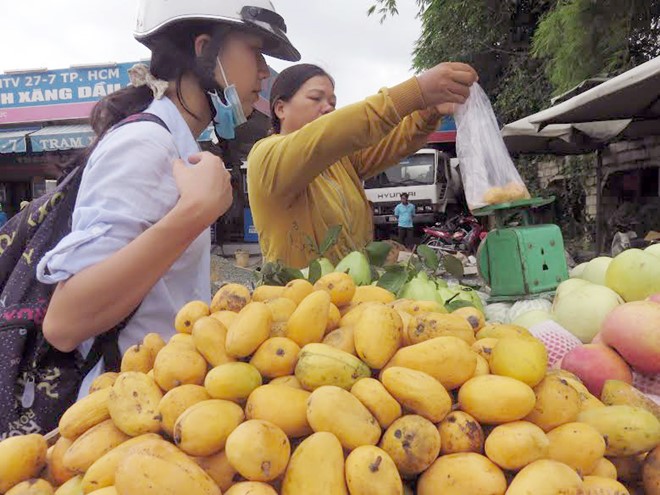 Cục Bảo vệ thực vật cho biết Việt Nam đã nhập gần 500 tấn xoài mút từ Trung Quốc