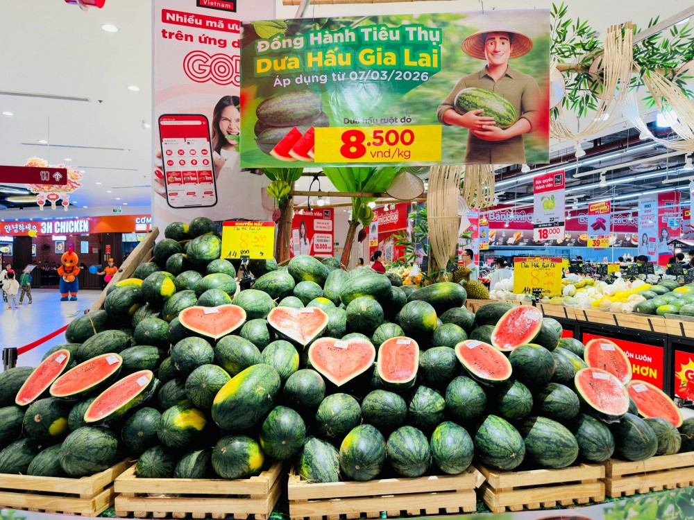 Central Retail Việt Nam đồng hành tiêu thụ dưa hấu giúp bà con nông dân Gia Lai